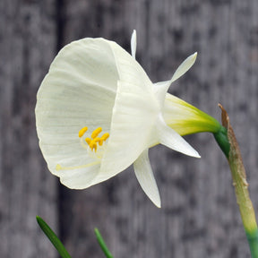 bulbocodium Spoirot - Special Narcissus - Fluwel