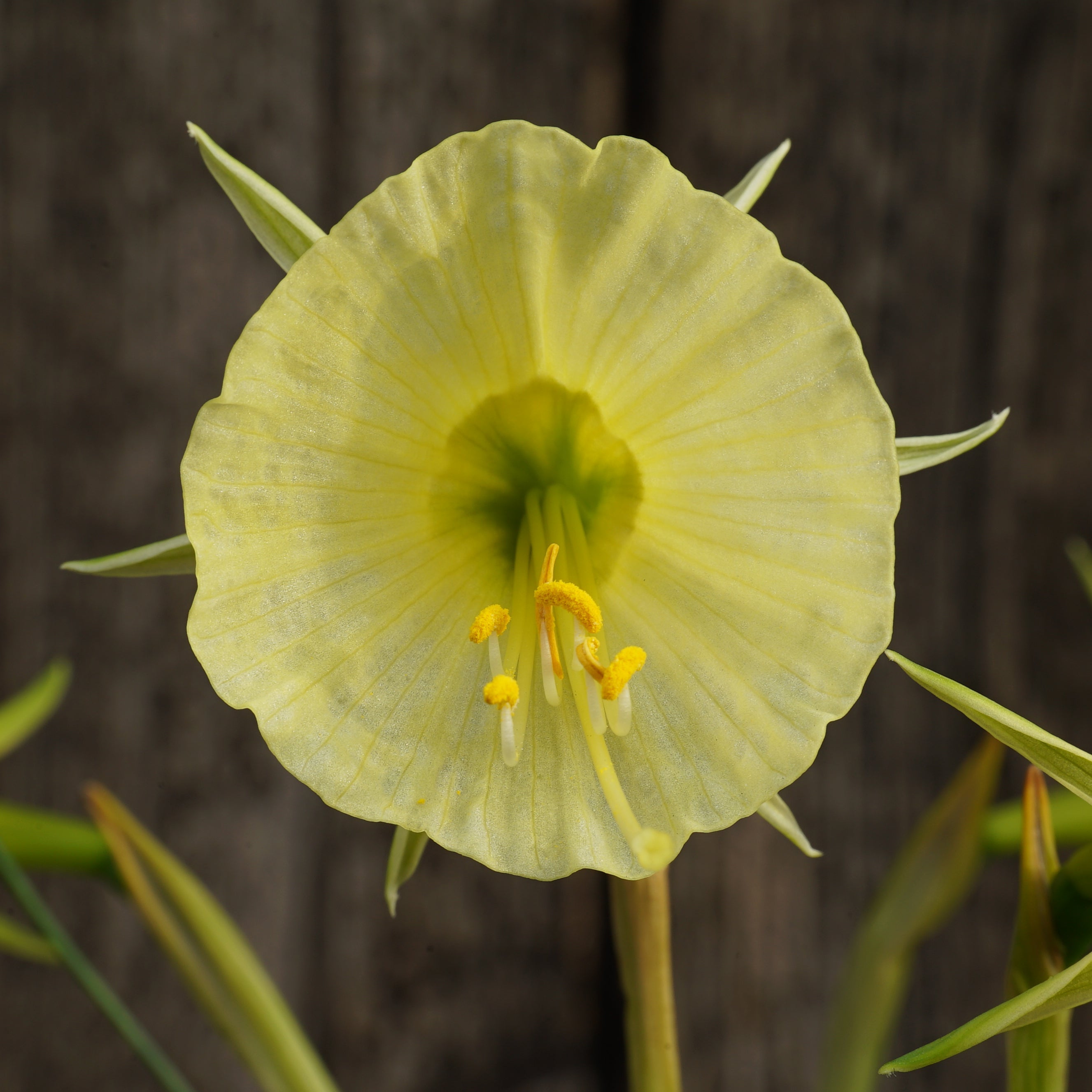 bulbocodium Tiny Tuba - gele Bulbocodium Hoop Petticoat narcis - Fluwel