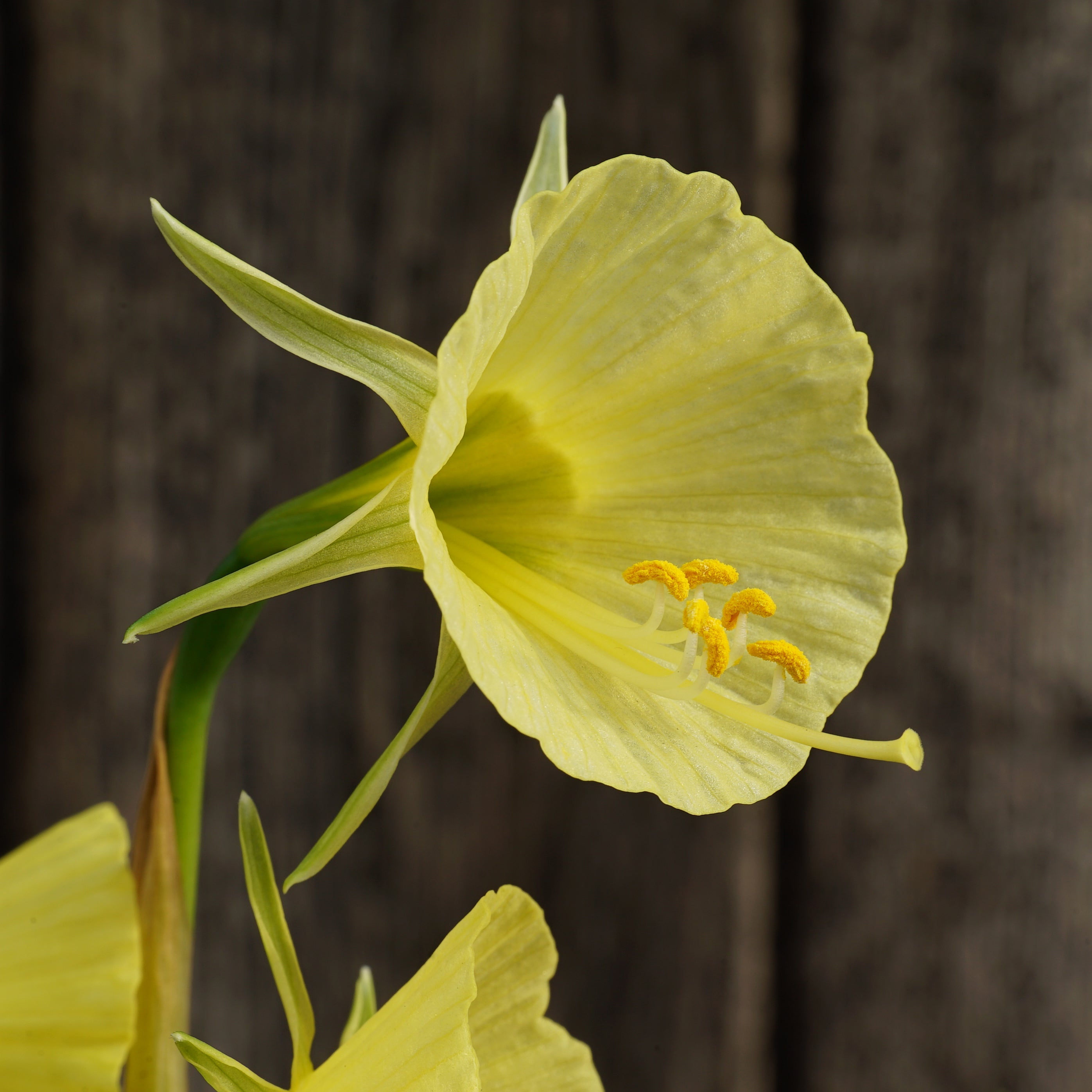 bulbocodium Tiny Tuba - gele Bulbocodium Hoop Petticoat narcis - Fluwel