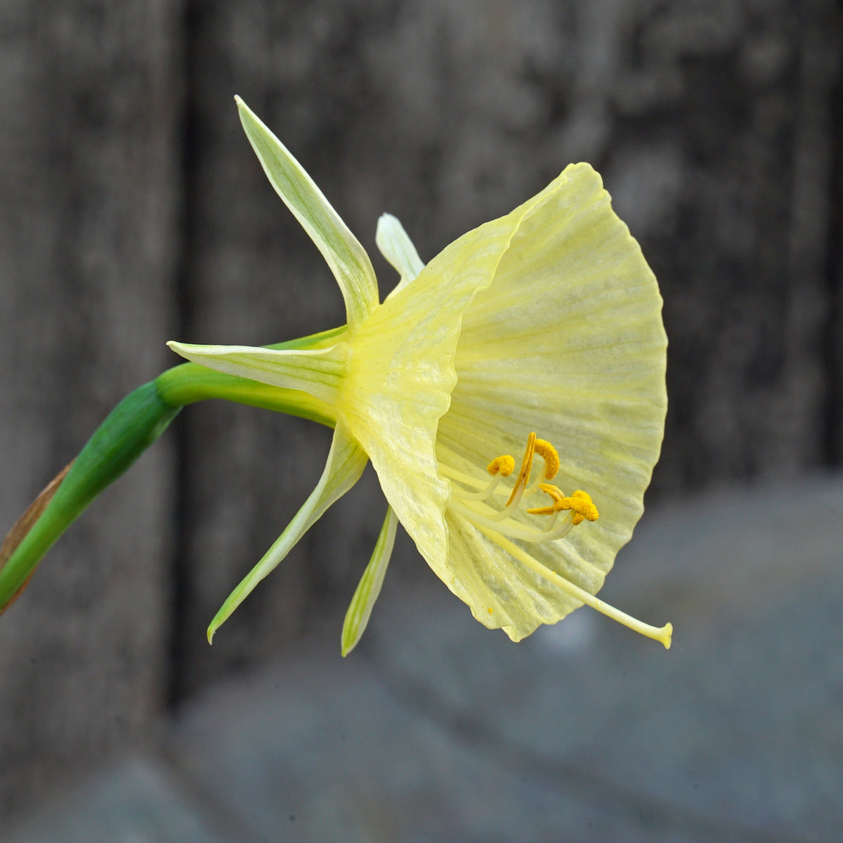 bulbocodium Tiny Tuba - gele Bulbocodium Hoop Petticoat narcis - Fluwel