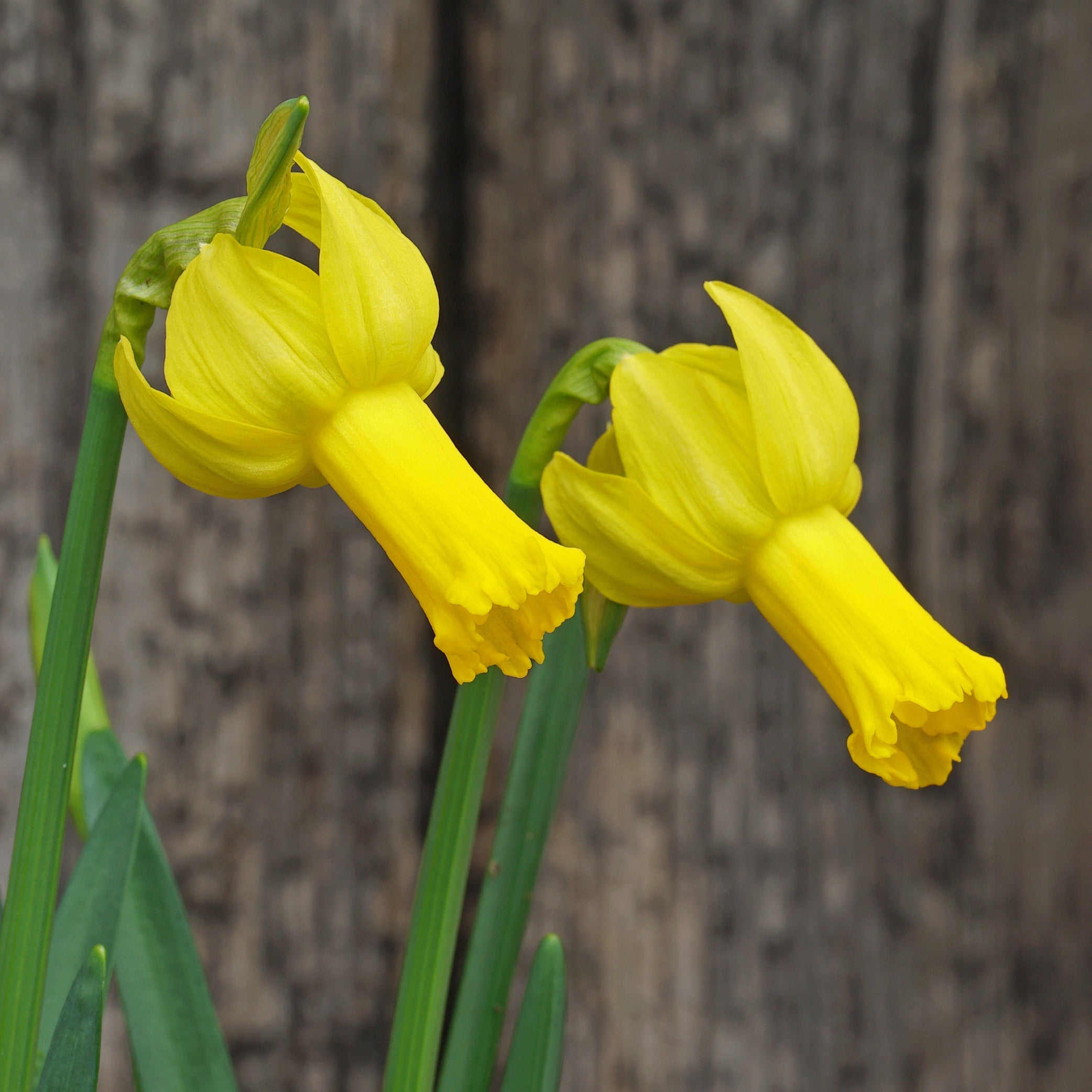 Bunnie Bee - gele Cyclamineus narcis - Fluwel