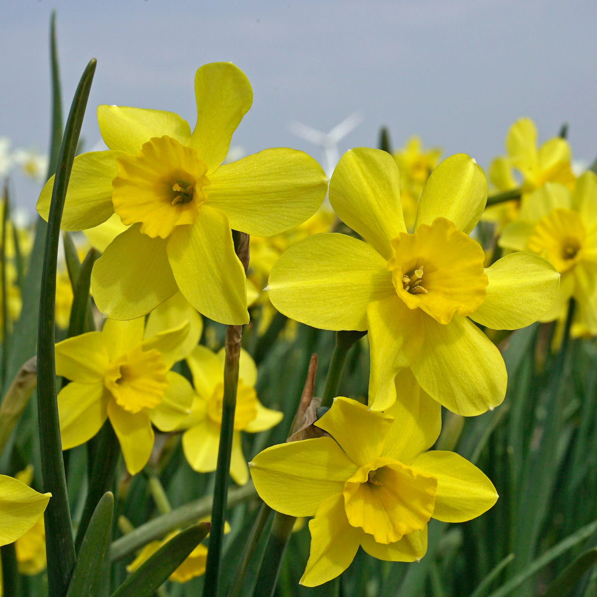 Buttercup - Special Narcissus - Fluwel