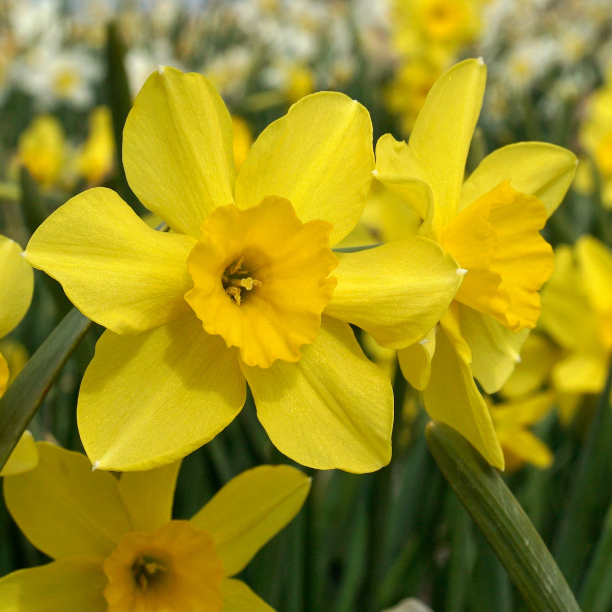 Buttercup - Special Narcissus - Fluwel