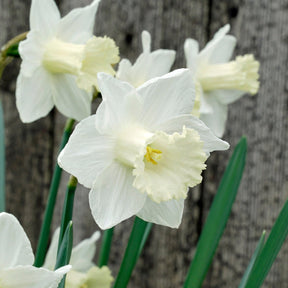 Camborne - Special Narcissus - Fluwel