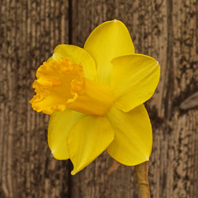 Cameo Gem - Special Narcissus - Fluwel