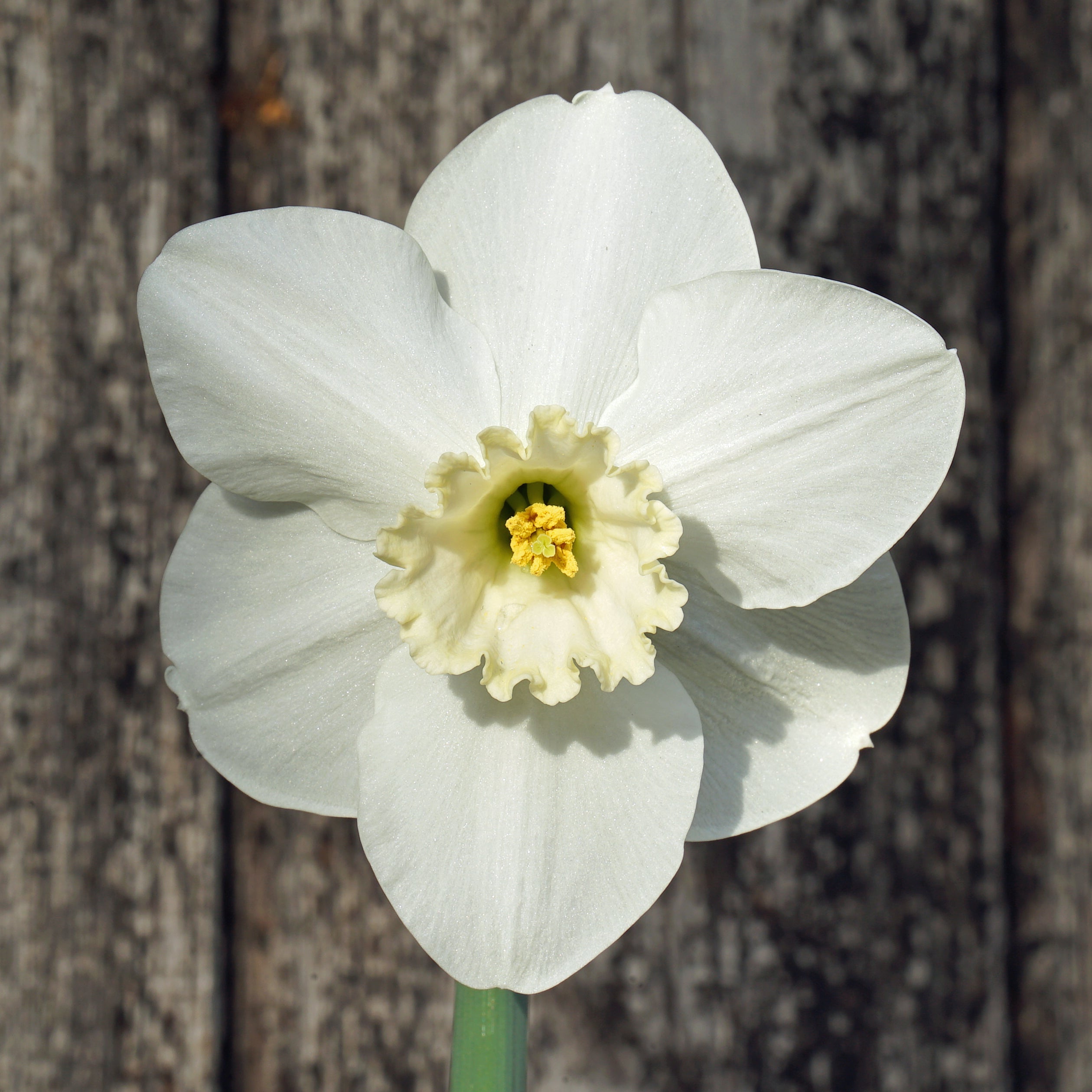Cameo King - witte Large-cupped narcis - Fluwel