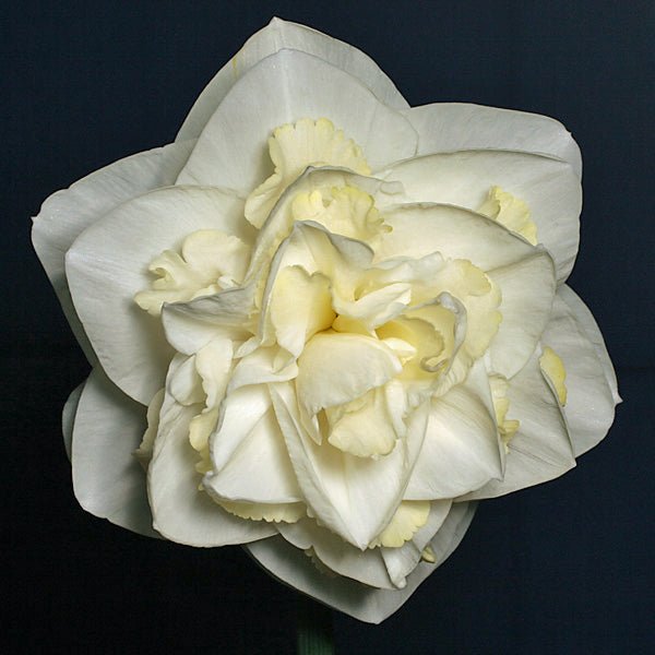 Cameo Magic - witte Double narcis - Fluwel
