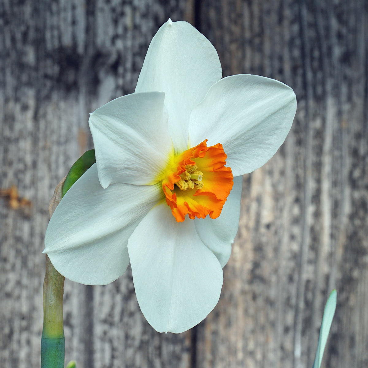 Cameo Marie - wit-oranje Small-cupped narcis - Fluwel