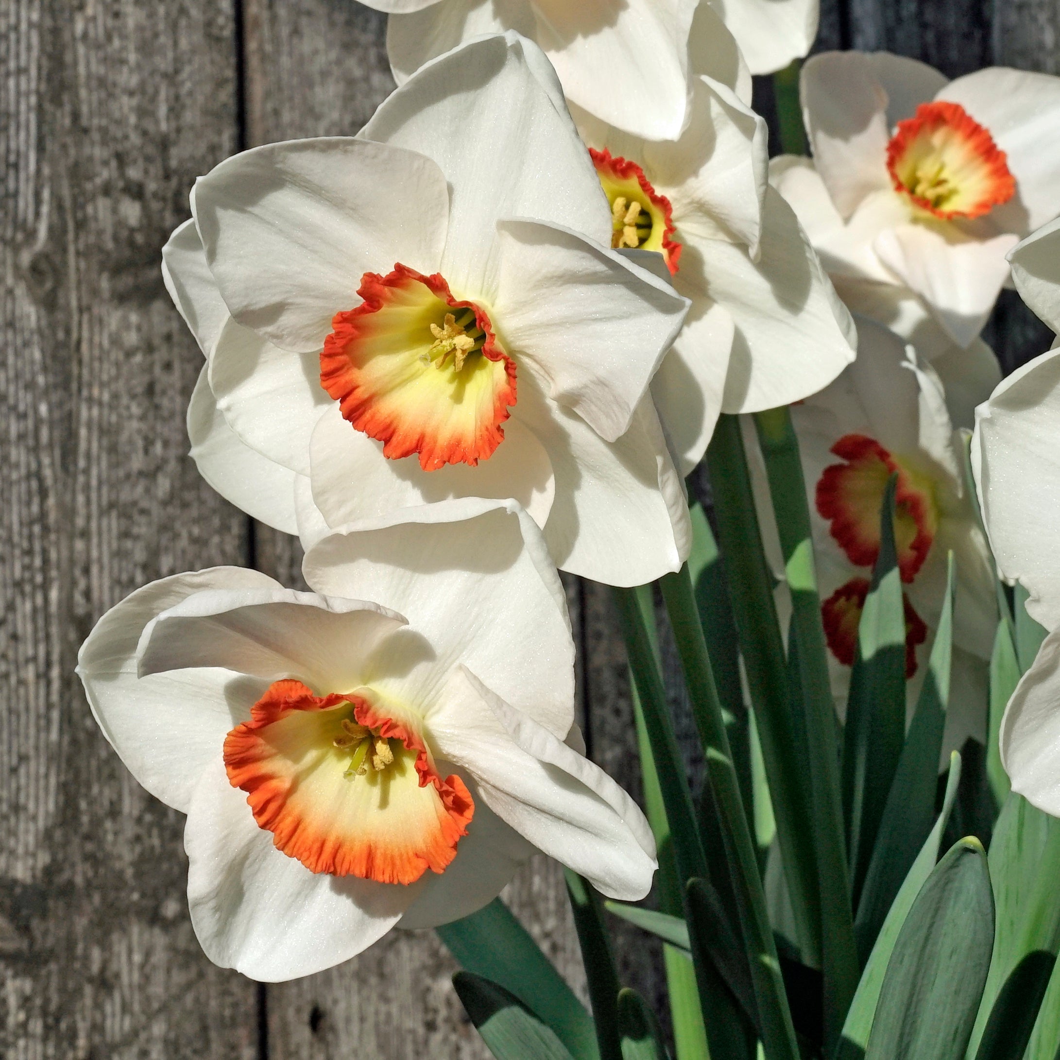 Camilla Clara Kate - wit-oranje-rode Small-cupped narcis - Fluwel