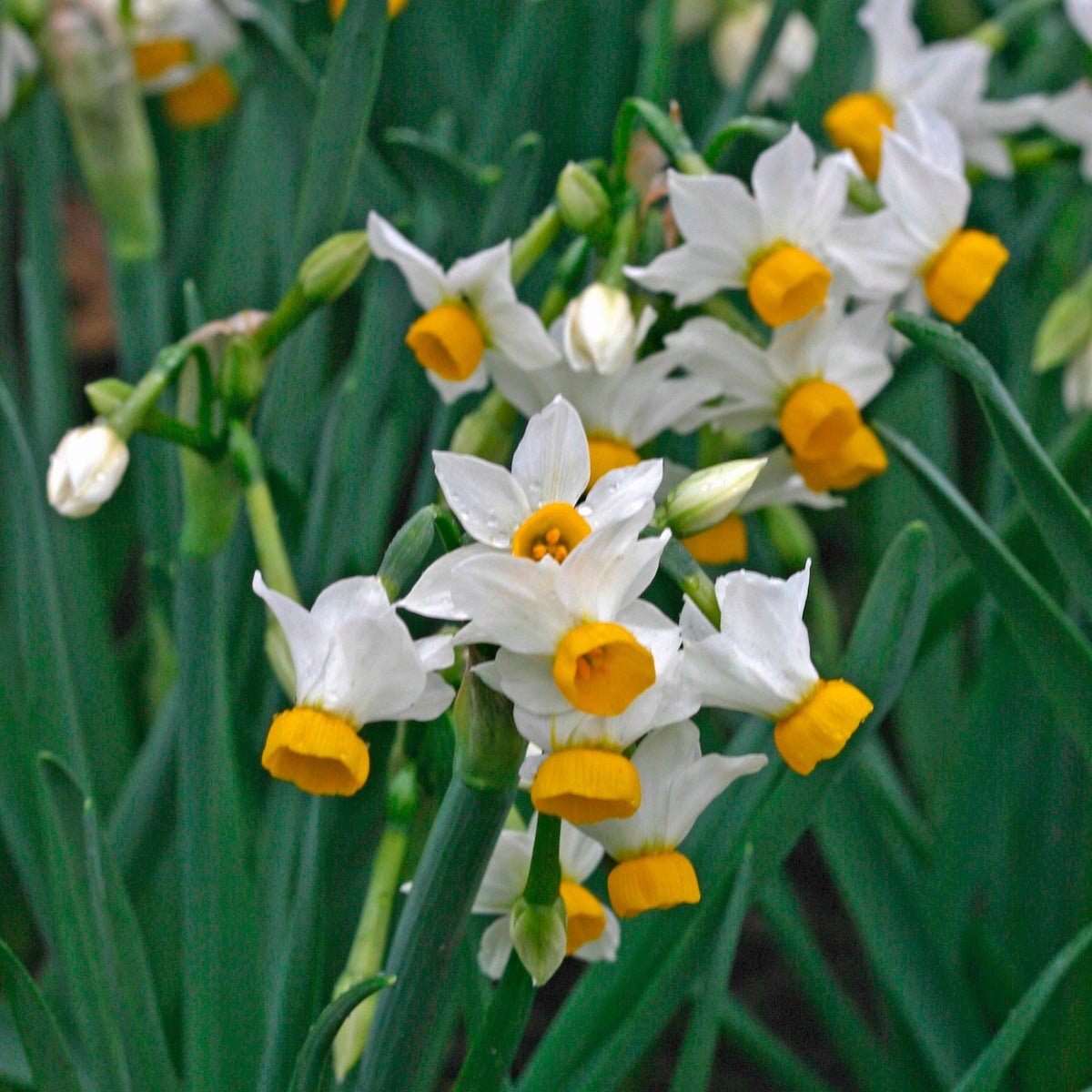 canaliculatis - Special Narcissus - Fluwel