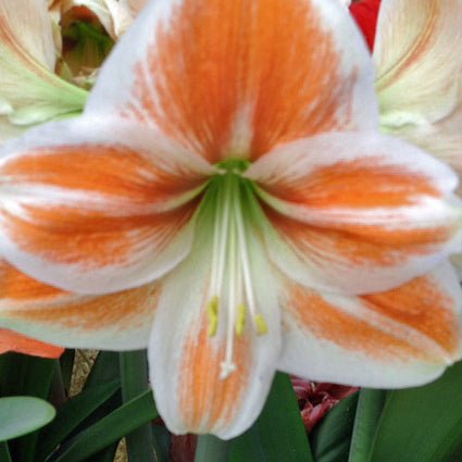 Candy Cane - Special Amaryllis - Fluwel