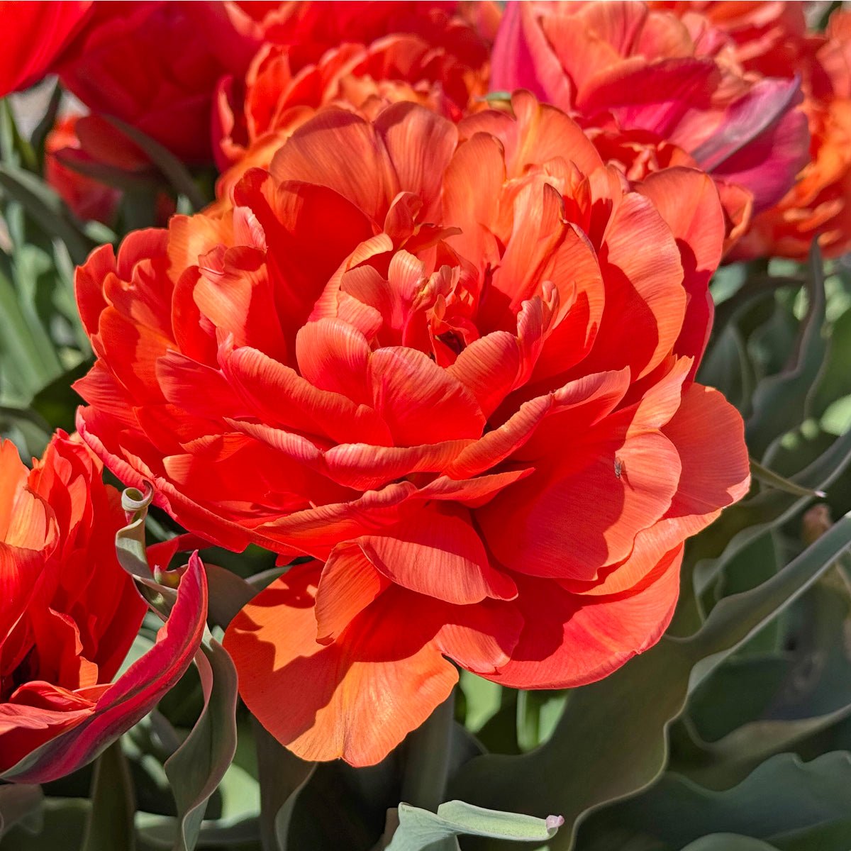 Caracas - Tulips - Fluwel