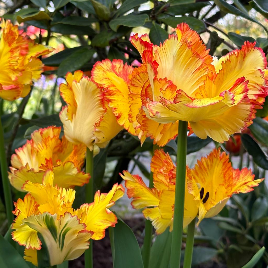 Caribbean Parrot - Tulips - Fluwel