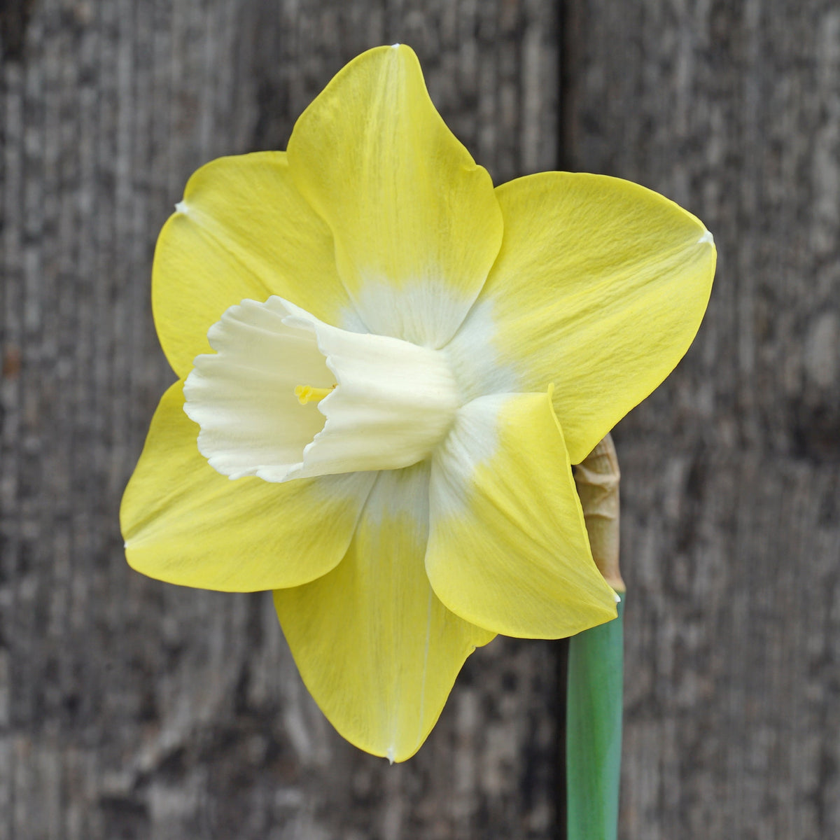Caribbean Snow - geel-witte Large-cupped narcis - Fluwel