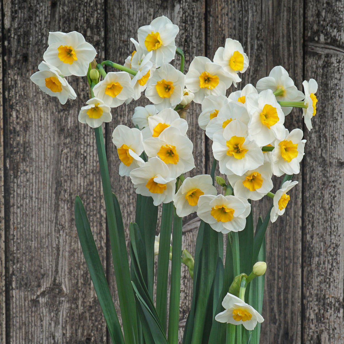 Carra's Favorite - wit-oranje Tazetta narcis - Fluwel