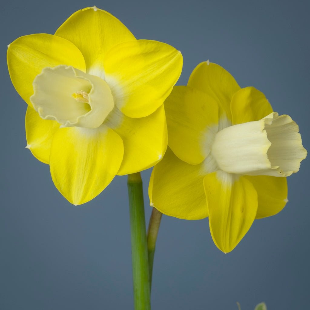 Castle Acre - geel-witte Trumpet narcis - Fluwel