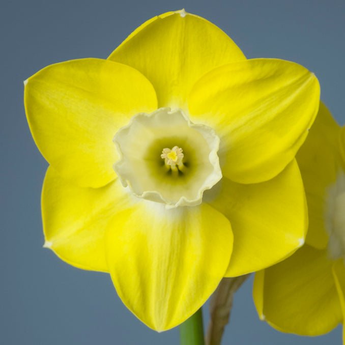 Castle Acre - geel-witte Trumpet narcis - Fluwel
