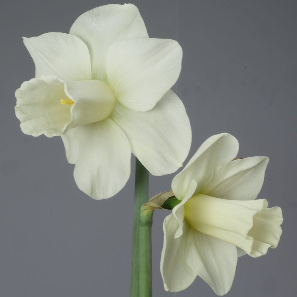 Castle Howard - witte Trumpet narcis - Fluwel