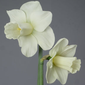 Castle Howard - Special Narcissus - Fluwel