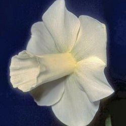 Castle Howard - witte Trumpet narcis - Fluwel