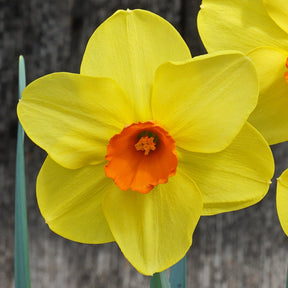 Causeway Sunset - Special Narcissus - Fluwel