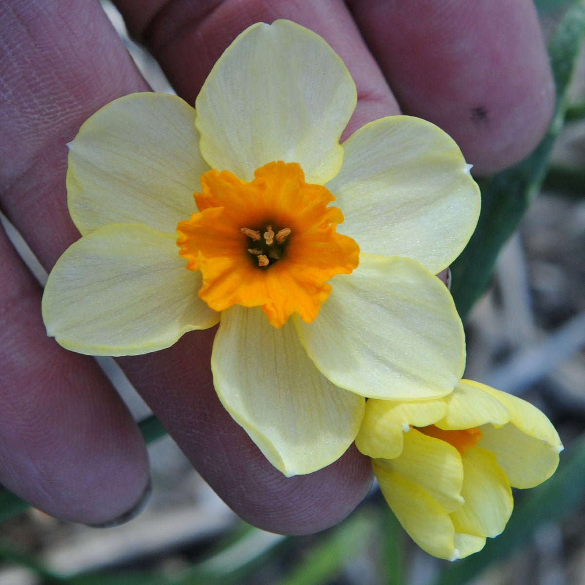 Chappie - geel-oranje Jonquilla narcis - Fluwel