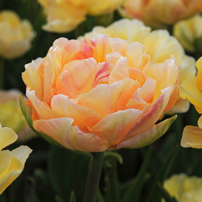 Charming Lady - Tulips - Fluwel