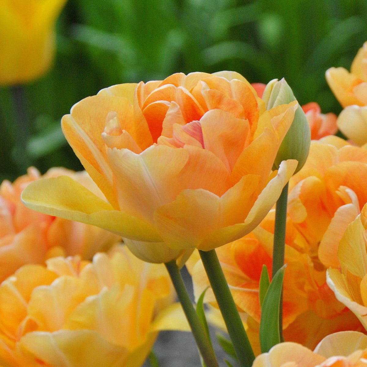 Charming Lady - Tulips - Fluwel