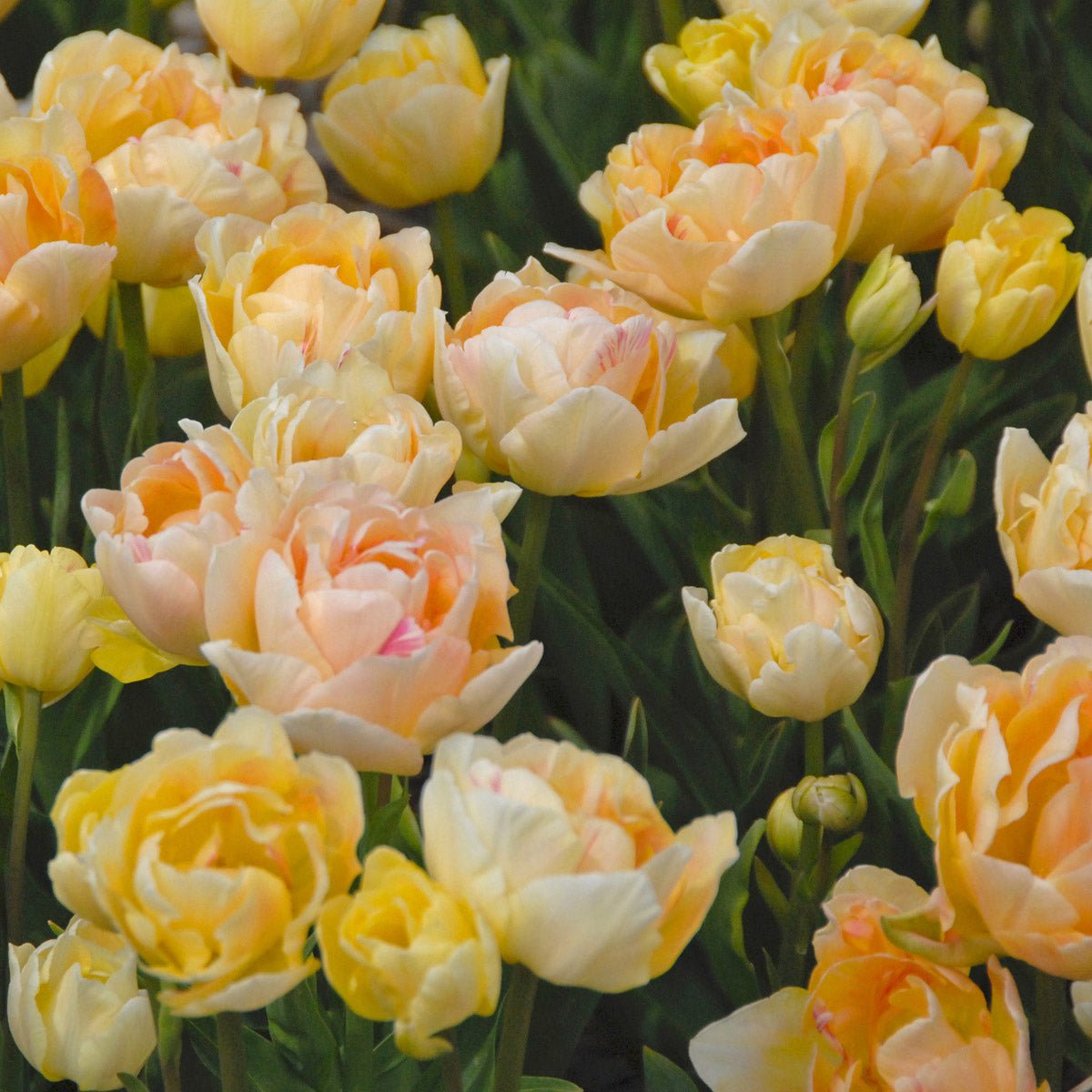 Charming Lady - Tulips - Fluwel