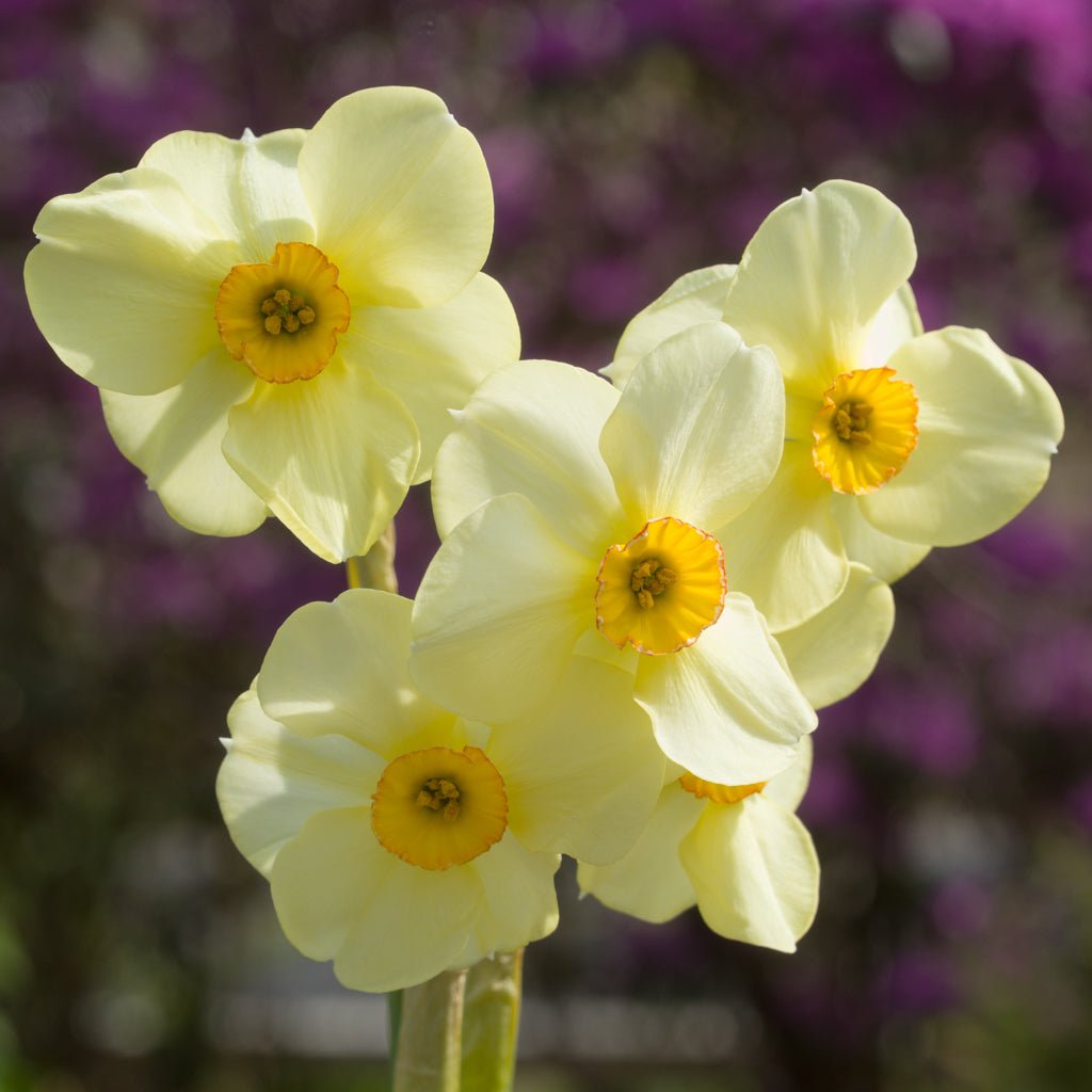 Chinita - geel-oranje-rode Tazetta narcis - Fluwel