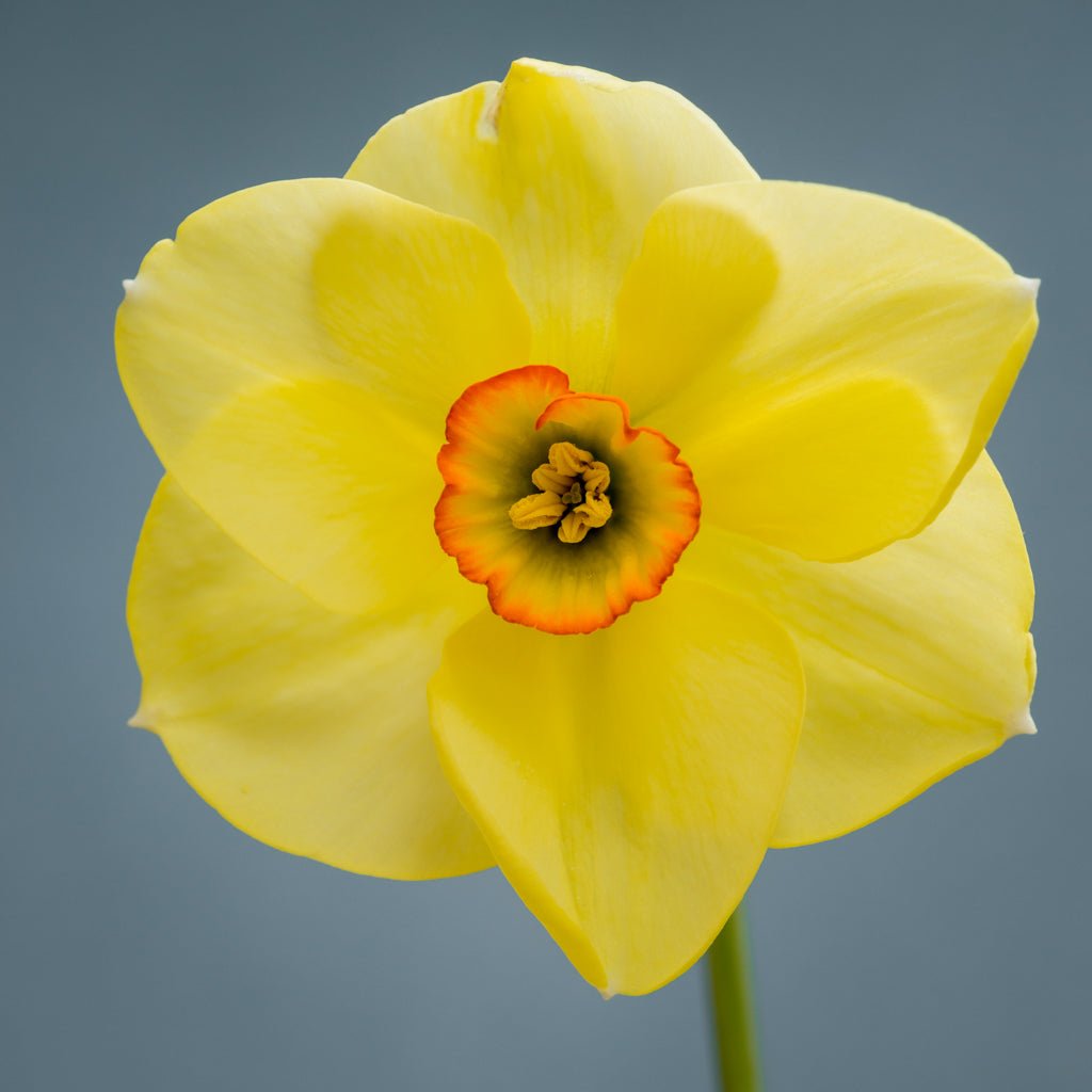 Chinita - geel-oranje-rode Tazetta narcis - Fluwel