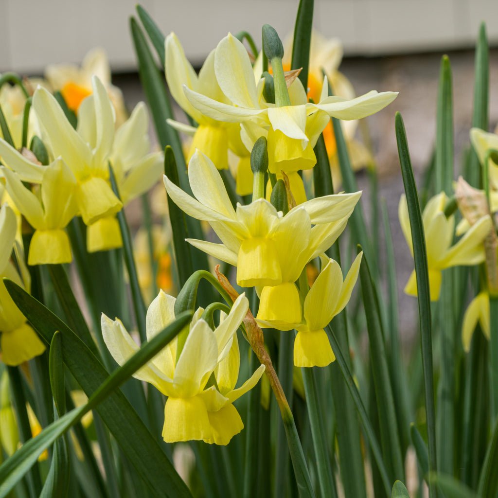 Chipper - gele Triandrus narcis - Fluwel