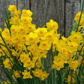 Chiquitita - Special Narcissus - Fluwel