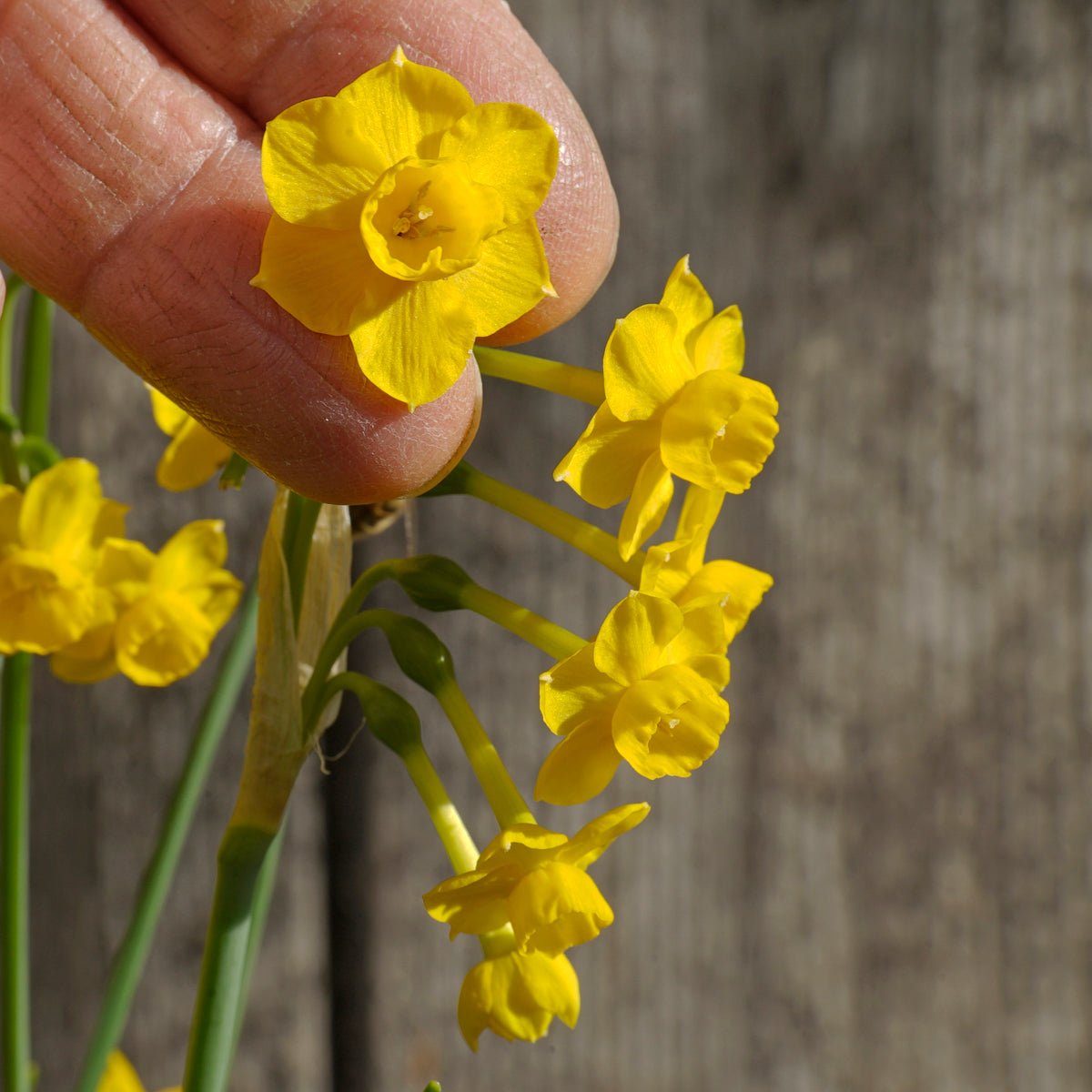 Chiquitita - Special Narcissus - Fluwel