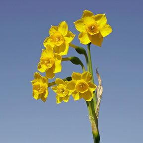 Chiquitita - Special Narcissus - Fluwel