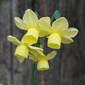 Churchfield Bells - Special Narcissus - Fluwel