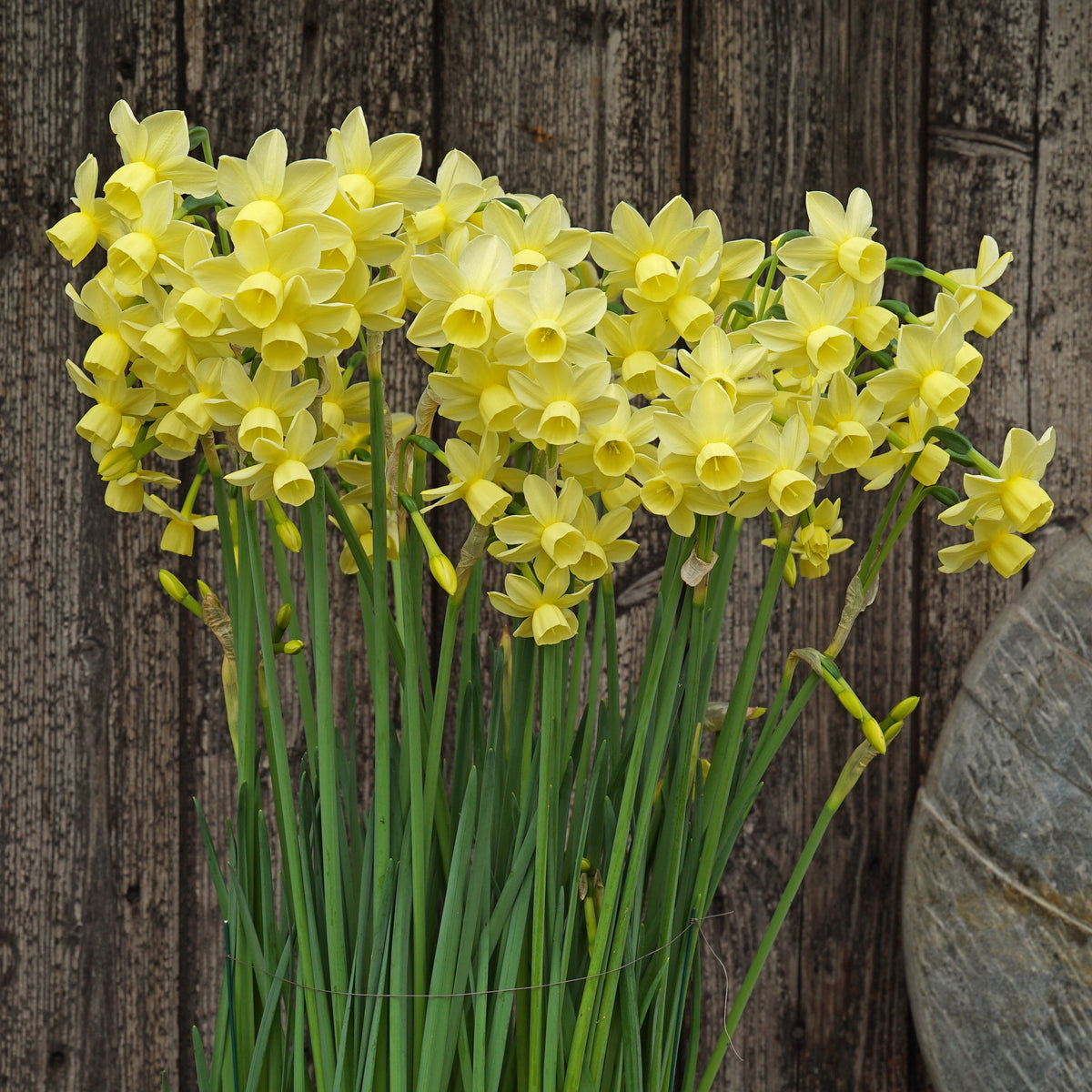 Churchfield Bells - gele Triandrus narcis - Fluwel