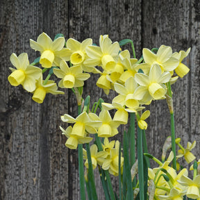 Churchfield Bells - Special Narcissus - Fluwel