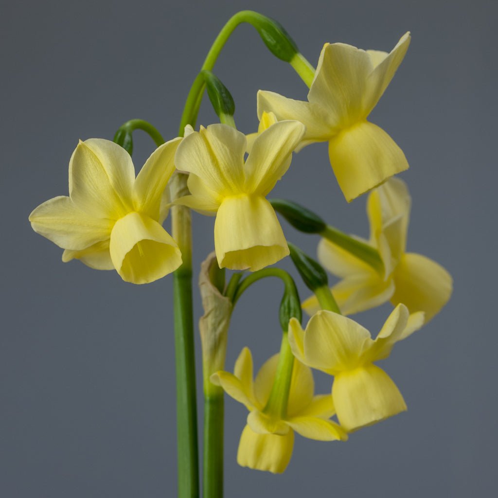 Churchfield Bells - Special Narcissus - Fluwel