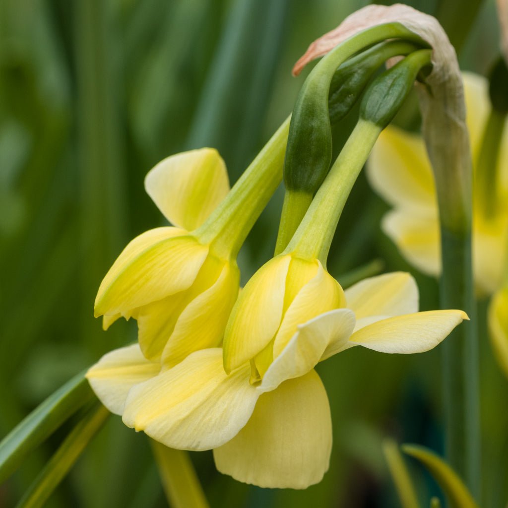 Churchfield Bells - gele Triandrus narcis - Fluwel