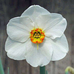 Clovelly Ayr - Special Narcissus - Fluwel