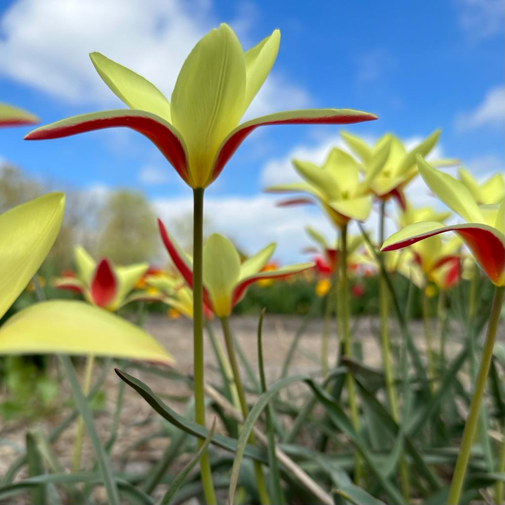 Clusiana Tinka - Tulips - Fluwel