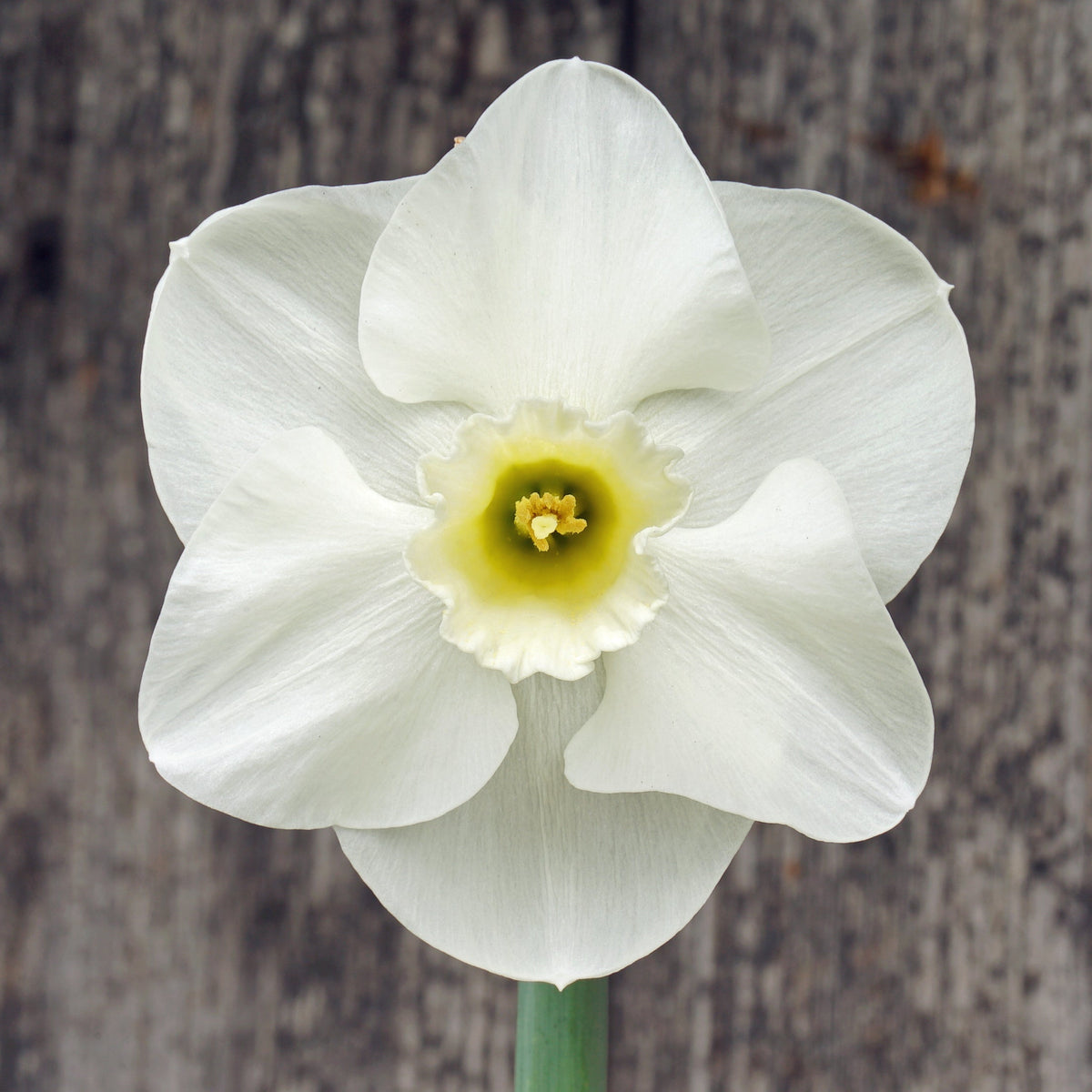 Cold Play - wit-gele Large-cupped narcis - Fluwel