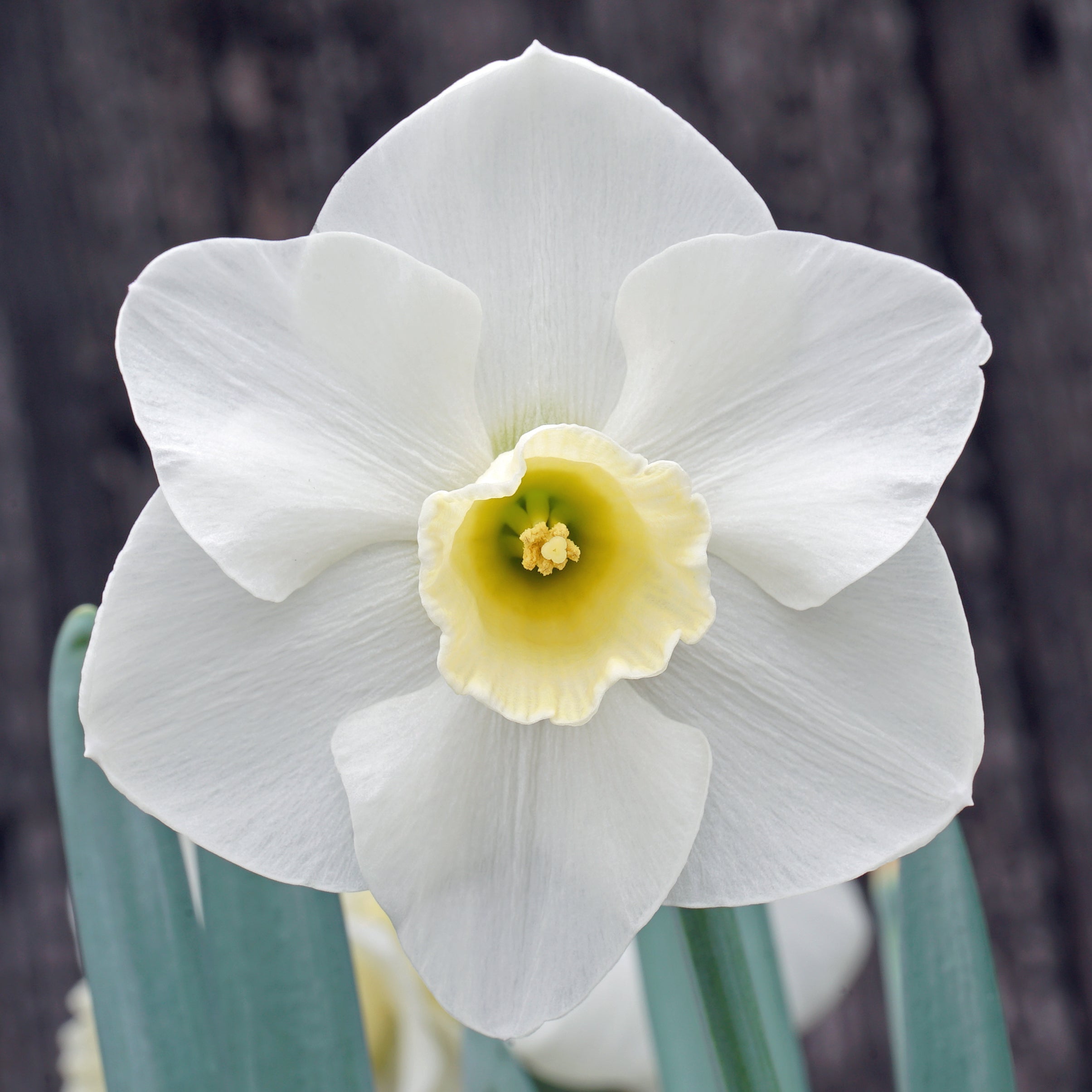 Cold Play - Special Narcissus - Fluwel