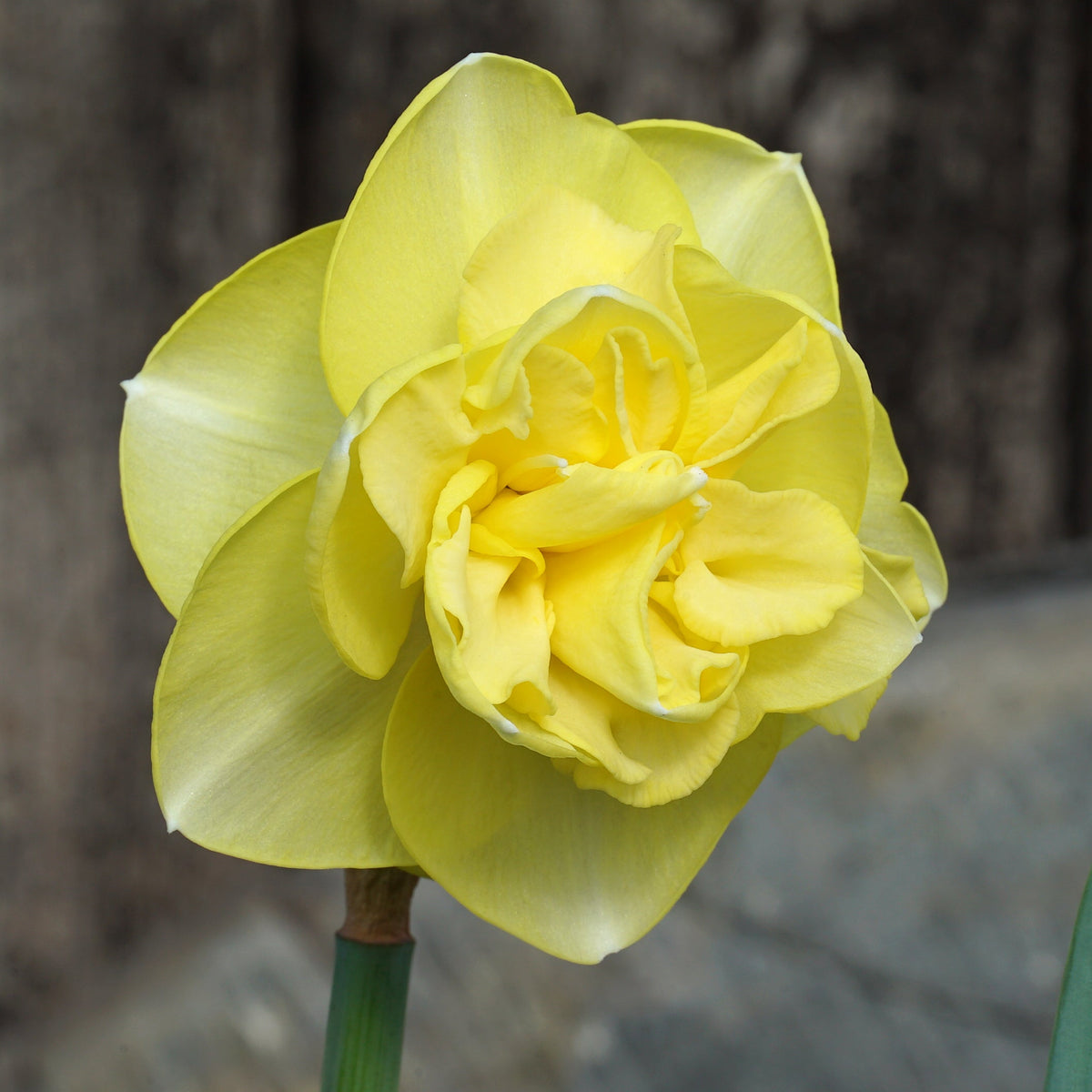 Cool Corsage - geel-witte Double narcis - Fluwel