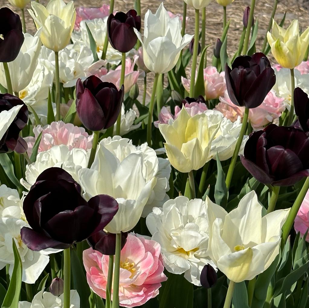 Cool Out - Mixes - Fluwel