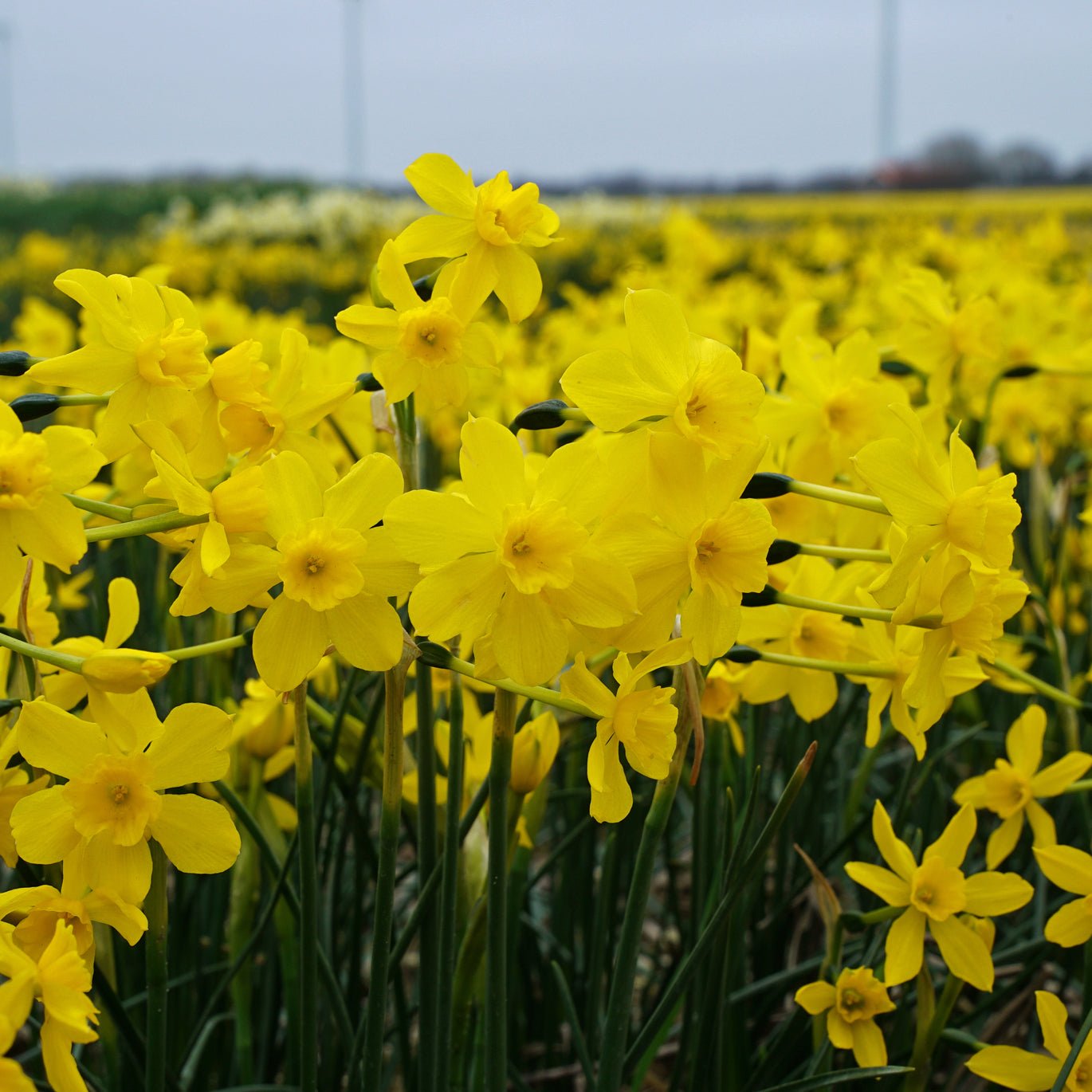 cordubiensis - Special Narcissus - Fluwel
