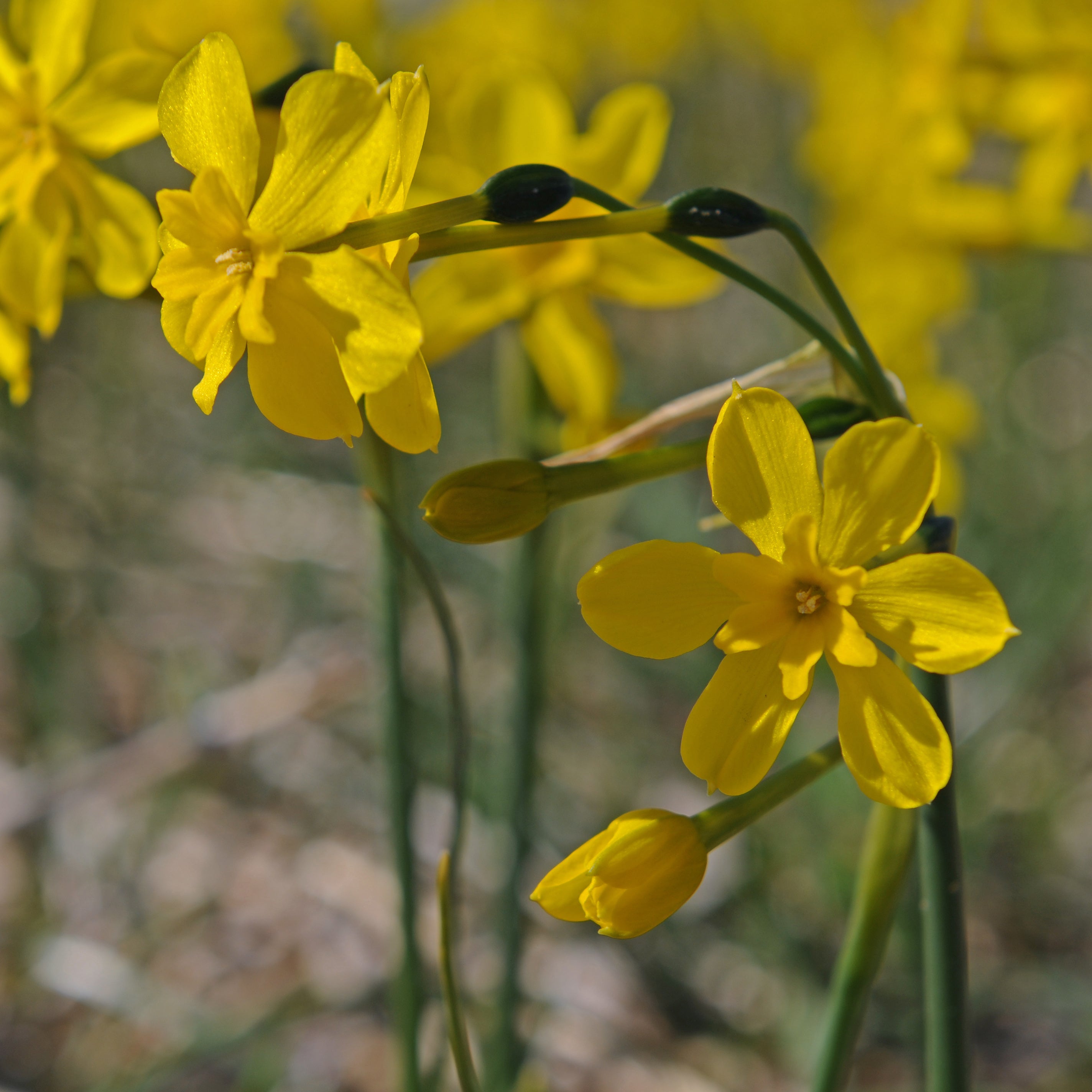 cordubiensis - Special Narcissus - Fluwel