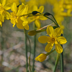 cordubiensis - Special Narcissus - Fluwel