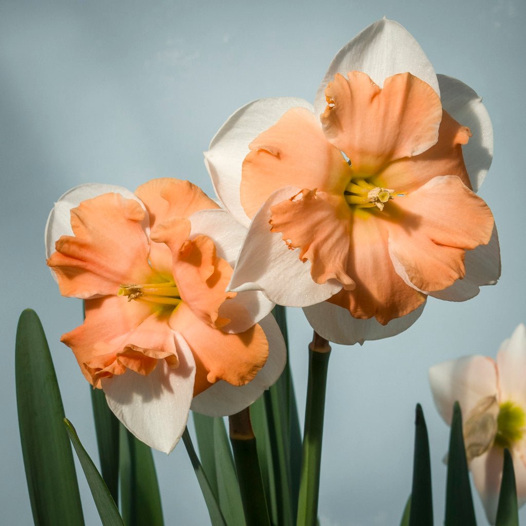 Cosine - Split-cupped narcis - Fluwel